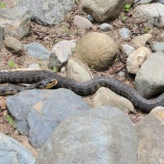愛知県大入川で渓流ルアー釣行