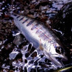 未知のエリアへ渓流探索