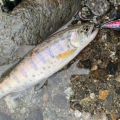 お客様より狼煙の釣果写真！