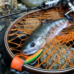 渓流ルアー用低弾性ショートロッド【RUNTMAN（ラントマン）】の釣果写真とインプレを頂きました