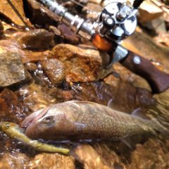 真夏は渓流で山涼みへ