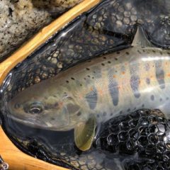 亜細亜50Sでの釣果報告と追加販売