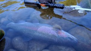 レインボートラウト 渓流