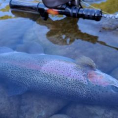 自作グラスロッドで天竜川C＆リリースへ