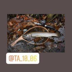 ラントマンで次々と大型トラウトをGET