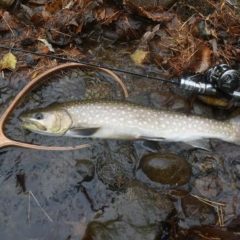 ラントマンで56センチのアメマス！