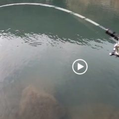 自作用グラスソリッドロッドでレインボートラウト！