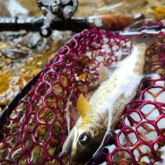 解禁初期の天然アマゴを求めて