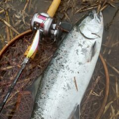 グリップジョイントロッドでサクラ咲く