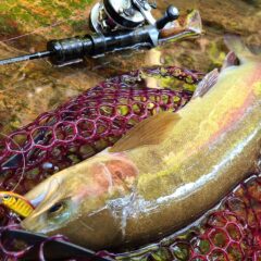 【愛知県振草川水系】モンスタートラウトでました！！