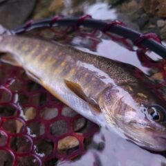 待ちわびた遠山川水系のヤマトイワナ