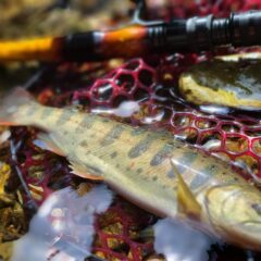 渓流解禁釣行へ